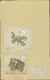 spécimen de Halimeda opuntia