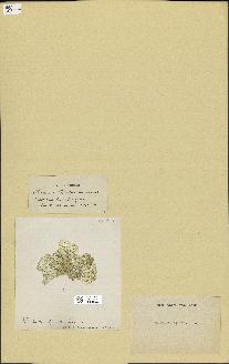 spécimen de Halimeda opuntia