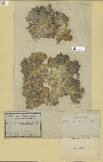 spécimen de Halimeda opuntia