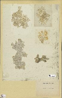 spécimen de Halimeda opuntia