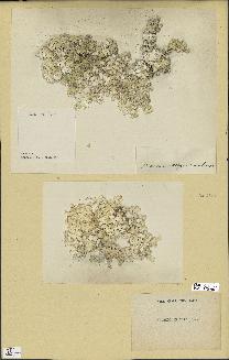 spécimen de Halimeda opuntia