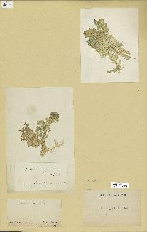 spécimen de Halimeda opuntia