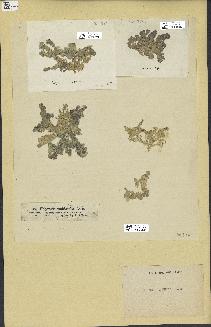 spécimen de Halimeda opuntia