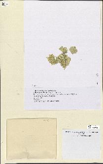 spécimen de Halimeda opuntia