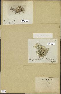 spécimen de Halimeda opuntia
