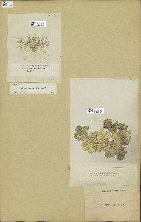 spécimen de Halimeda opuntia