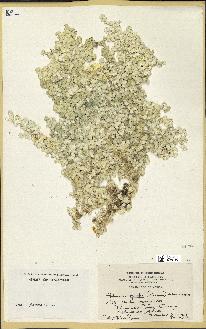 spécimen de Halimeda opuntia