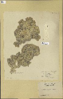 spécimen de Halimeda opuntia