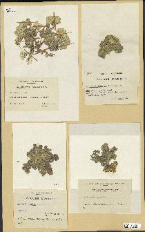 spécimen de Halimeda opuntia