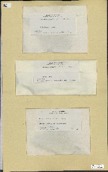 spécimen de Halimeda monile
