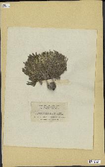 spécimen de Halimeda monile