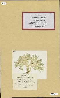 spécimen de Halimeda melanesica