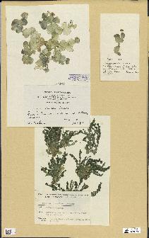 spécimen de Halimeda discoidea