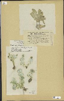 spécimen de Halimeda discoidea