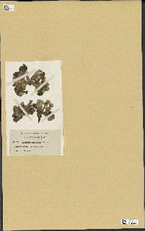 spécimen de Halimeda discoidea