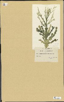 spécimen de Halimeda cuneata