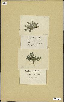 spécimen de Halimeda cuneata
