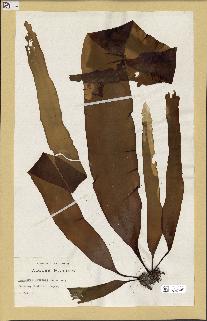 spécimen de Laminaria japonica