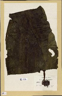 spécimen de Laminaria japonica