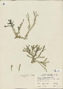 spécimen de Halimeda sp.