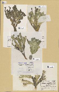 spécimen de Halimeda sp.