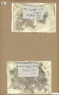 spécimen de Halimeda sp.
