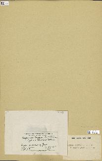 spécimen de Halimeda tridens