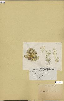 spécimen de Halimeda taeniensis