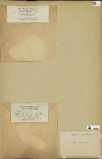spécimen de Halimeda scabra
