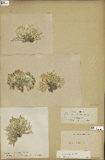 spécimen de Halimeda reinschii