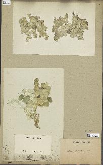 spécimen de Halimeda platidisca