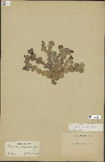 spécimen de Halimeda papyracea