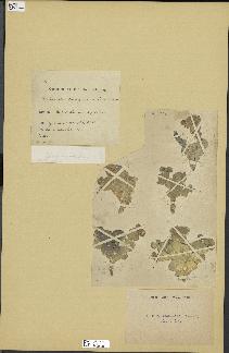 spécimen de Halimeda papyracea