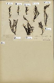 spécimen de Cystoseira abrotanifolia