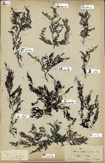 spécimen de Cystoseira abrotanifolia