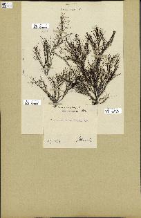 spécimen de Cystoseira abrotanifolia