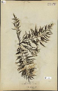spécimen de Cystoseira abrotanifolia