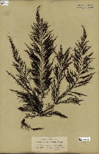 spécimen de Cystoseira abrotanifolia