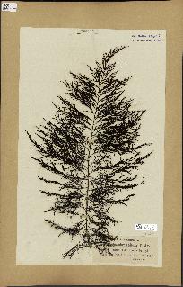spécimen de Cystoseira abrotanifolia