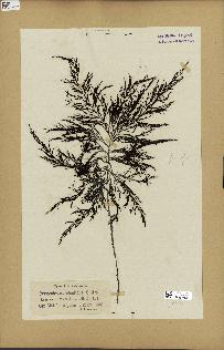 spécimen de Cystoseira abrotanifolia