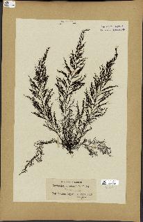 spécimen de Cystoseira abrotanifolia