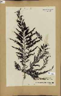 spécimen de Cystoseira abrotanifolia