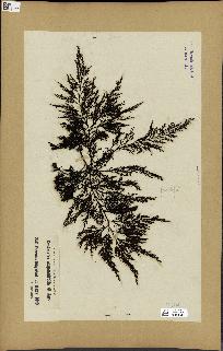 spécimen de Cystoseira abrotanifolia