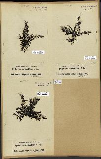 spécimen de Cystoseira abrotanifolia