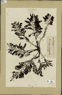 spécimen de Cystoseira abrotanifolia