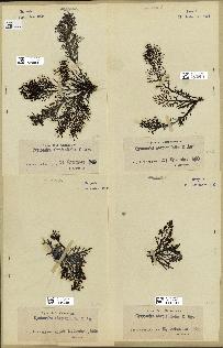 spécimen de Cystoseira abrotanifolia