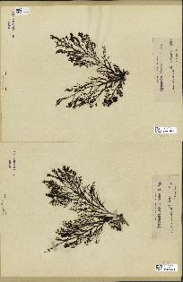spécimen de Cystoseira abrotanifolia