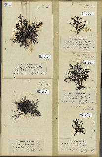 spécimen de Cystoseira abrotanifolia