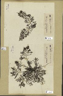 spécimen de Cystoseira abrotanifolia