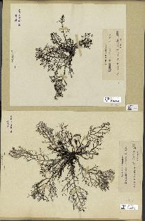 spécimen de Cystoseira abrotanifolia